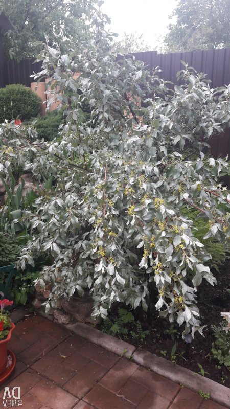 Лох серебристый (Elaeagnus commutata)