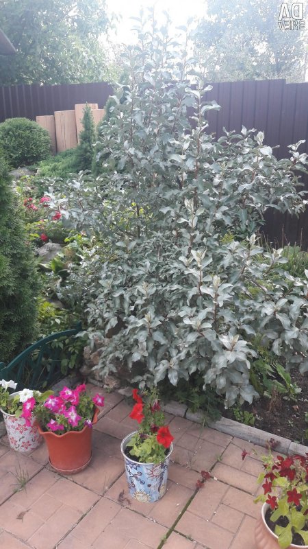 Лох серебристый (Elaeagnus argentea)