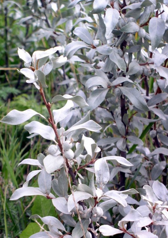 Лох серебристый (Elaeagnus argentea)