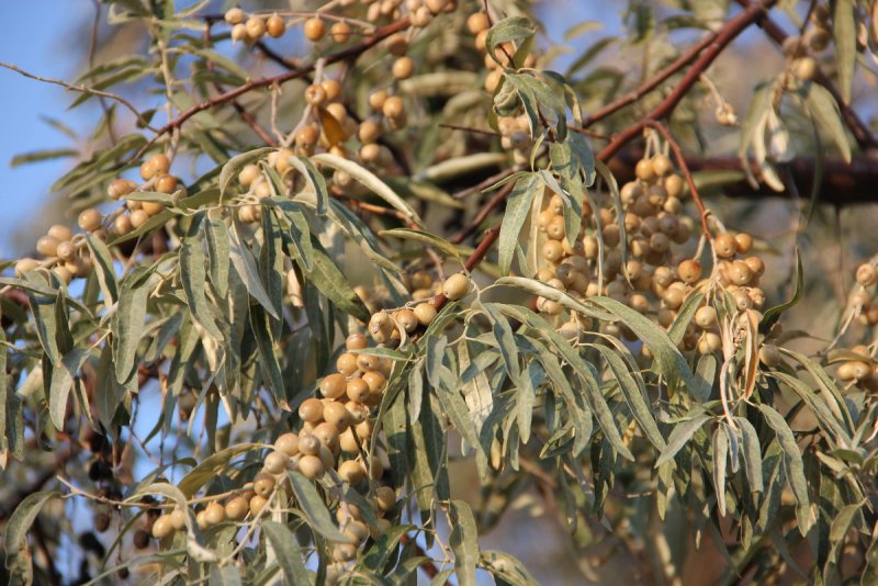 Лох серебристый Elaeagnus argentea Pursh.