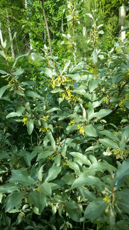 Ива лохолистная Elaeagnus
