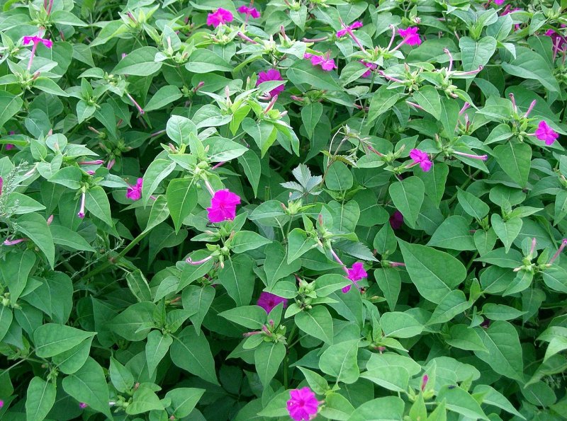 Mirabilis актриса