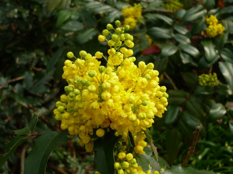 Магония ползучая (Mahonia repens)
