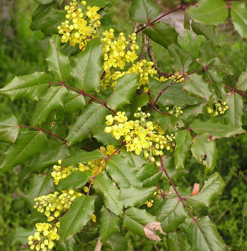 Барбарис aquifolium