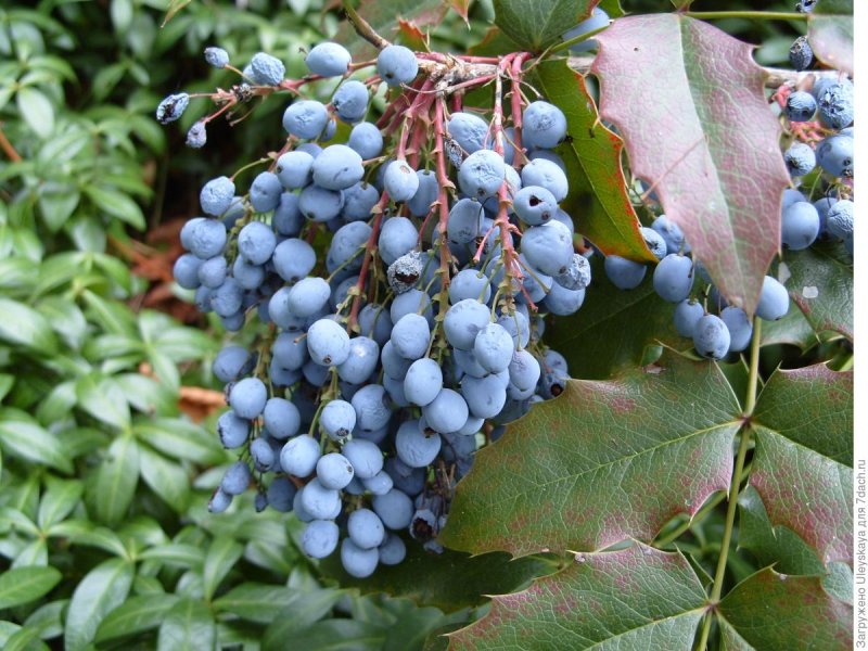 Магония падуболистная (Mahonia aquifolium)