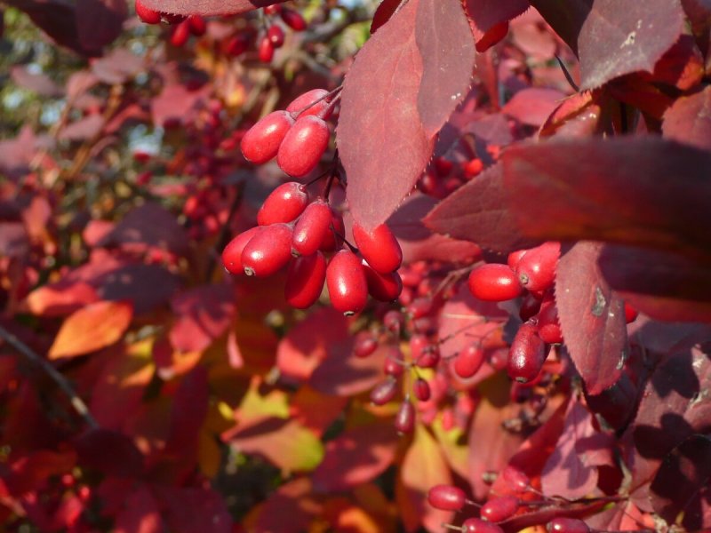 Магония падуболистная – Mahonia aquifolium Nutt.