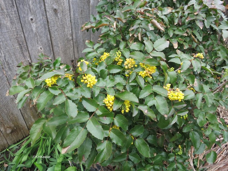 Магония падуболистная (Mahonia aquifolium Apollo) м66