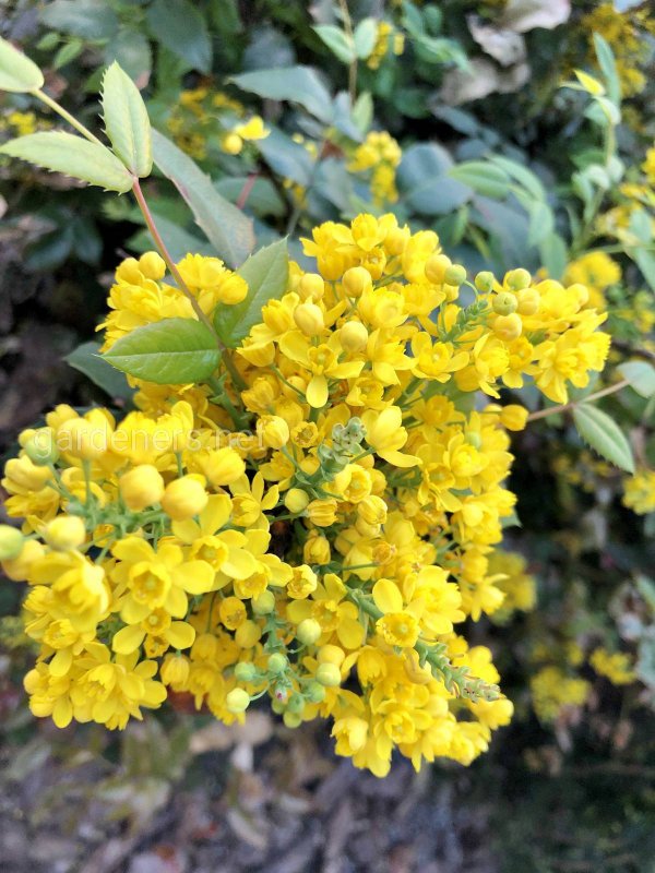 Магония кустарник