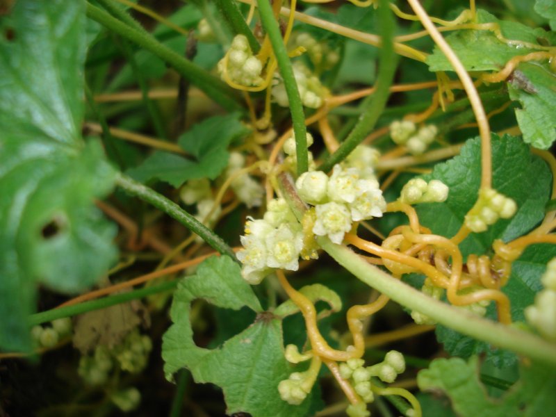Повилика Полевая (Cuscuta Campestris)
