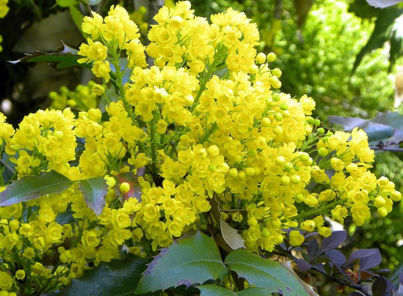 Berberis aquifolium