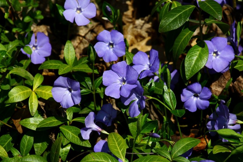 Барвинок малый (Vinca Minor)
