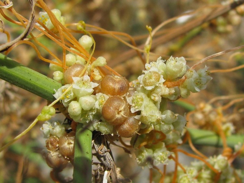 Повилика (Cuscuta)