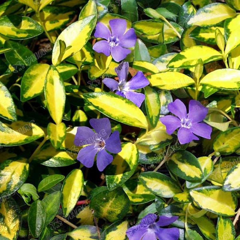 Vinca Minor 'Aureovariegata'