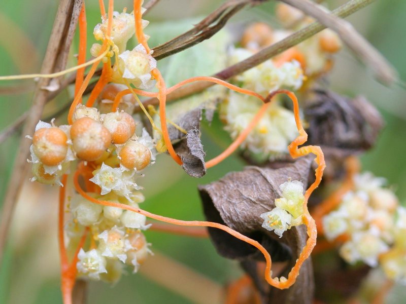 Повилика Полевая (Cuscuta Campestris)