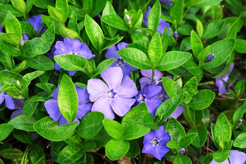 Барвинок Vinca Minor