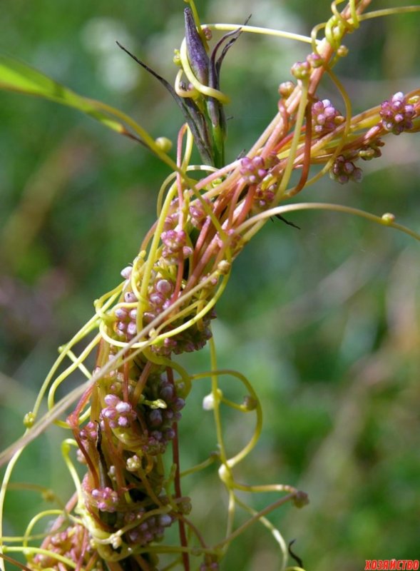 Повилика (Cuscuta)
