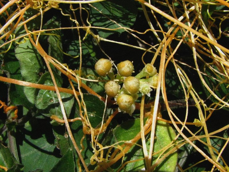 Подрод grammica повилика Полевая — Cuscuta Campestris Juncker.