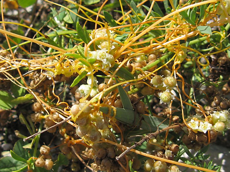 Cuscuta Campestris