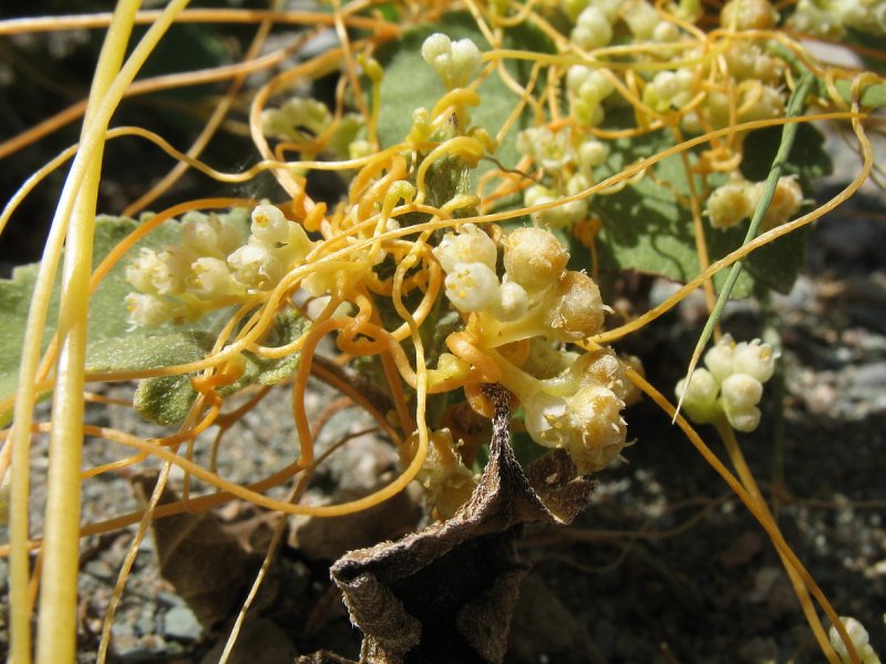 Повилика Полевая (Cuscuta Campestris)