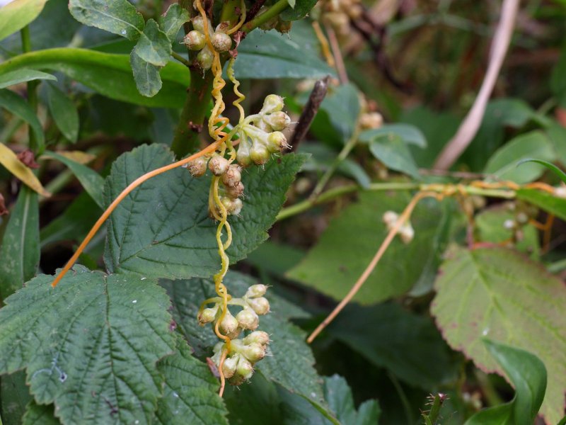 Cuscuta Campestris