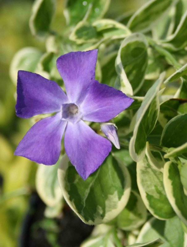 Major variegata Барвинок