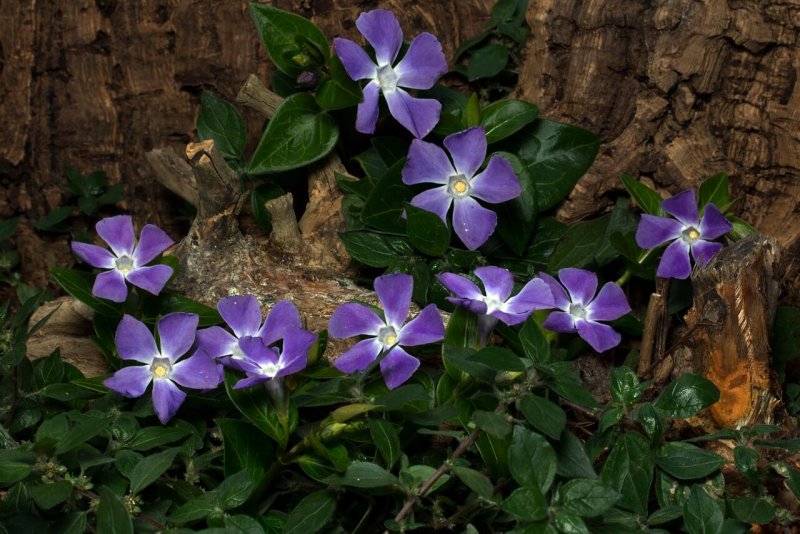 Барвинок малый (Vinca Minor)