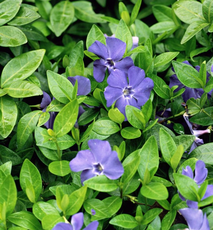 Барвинок Vinca Minor