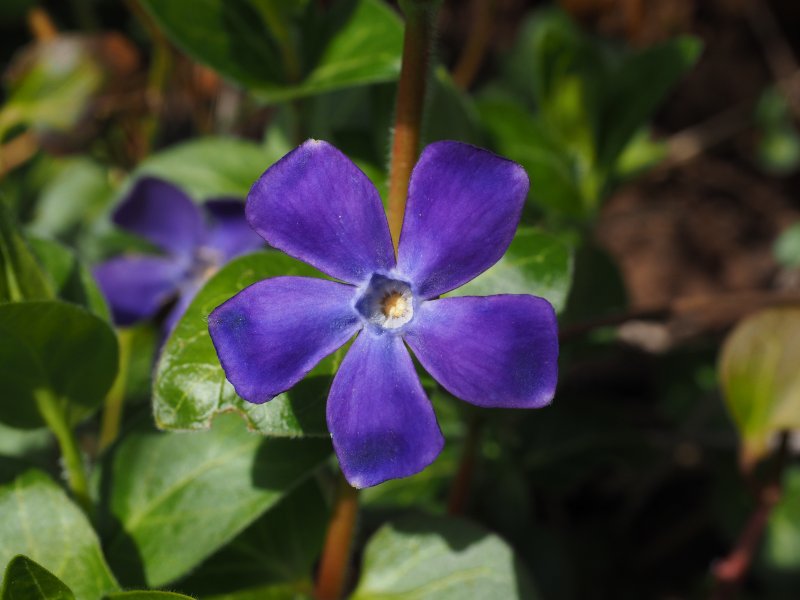 Барвинок Vínca Mínor purpurea