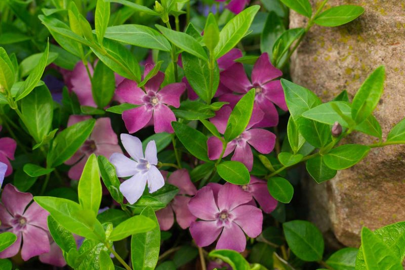 Барвинок малый 'Atropurpurea'