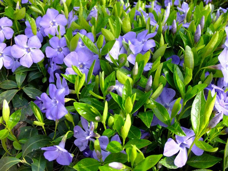 Барвинок (Vinca)