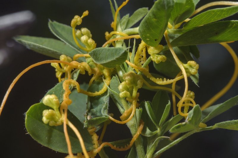 Cuscuta Campestris