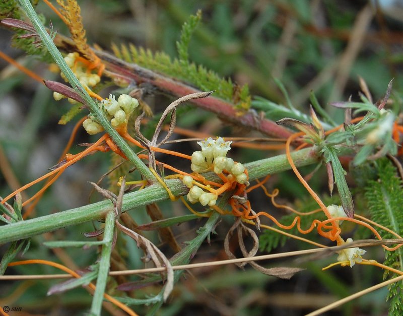 Cuscuta Campestris