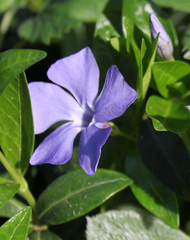 Барвинок малый (Vinca Minor)