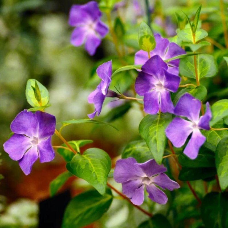 Барвинок большой Vinca Major
