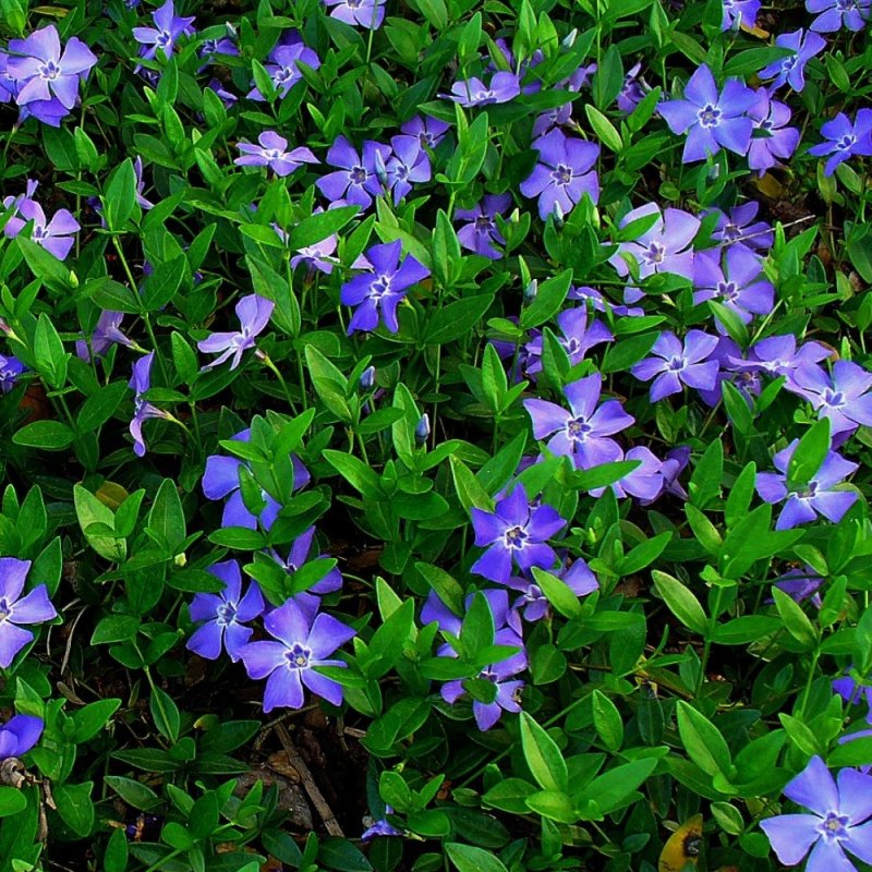 Барвинок (Vinca)