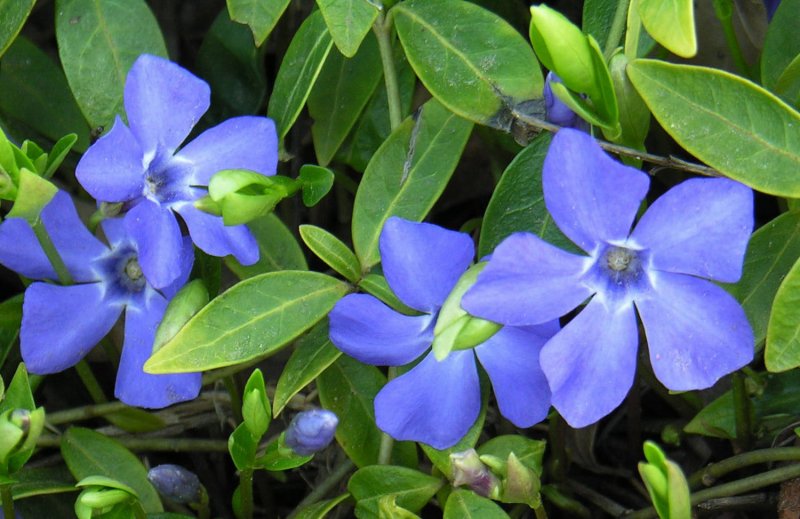 Барвинок малый 'Argenteovariegata'