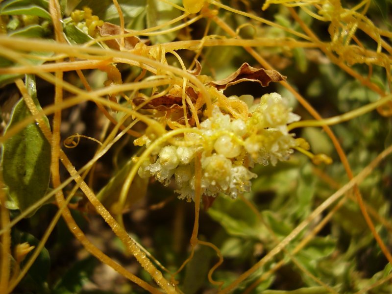 Повилика Полевая (Cuscuta Campestris)