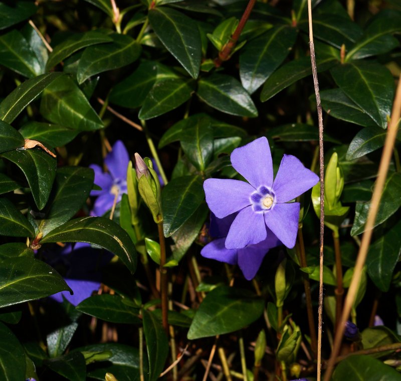 Барвинок малый (Vinca Minor ‘Gertrude Jekyll’)