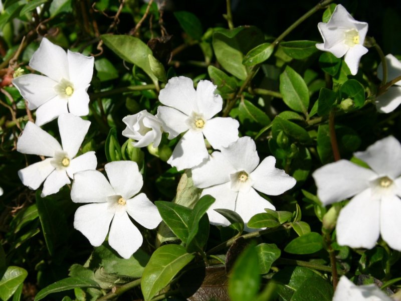 Барвинок Vinca Minor Alba