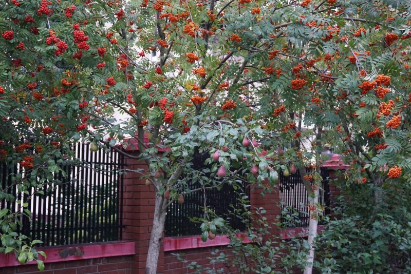 Рябина обыкновенная изгородь