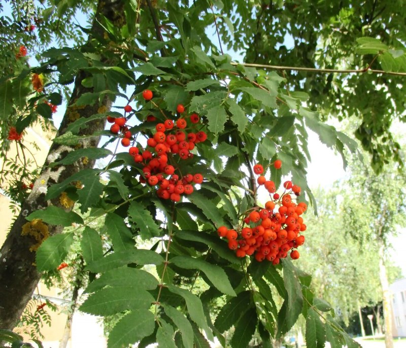 Японский клен Гиннала