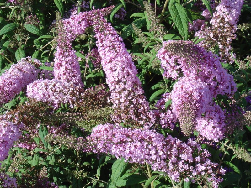 Буддлея Давида Buddleja davidii