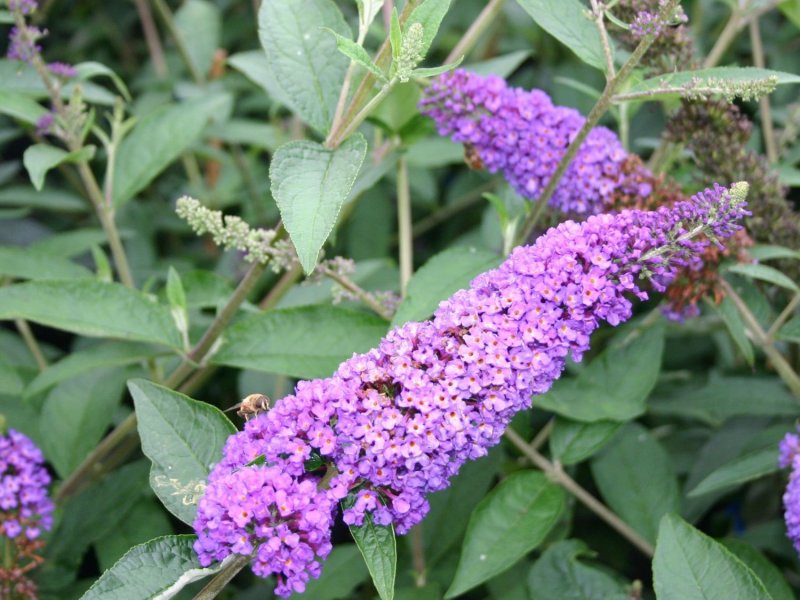 Буддлея Давида Buddleja davidii