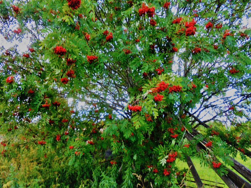 Рябина промежуточная edulis