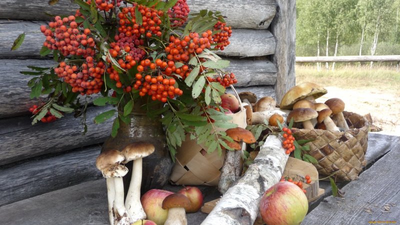Black Rowan is one of the healthiest Berries