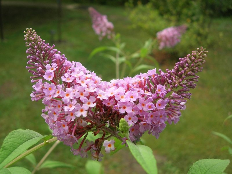 Буддлея Давида Блэк Найт (Buddleja davidii Black Knight)