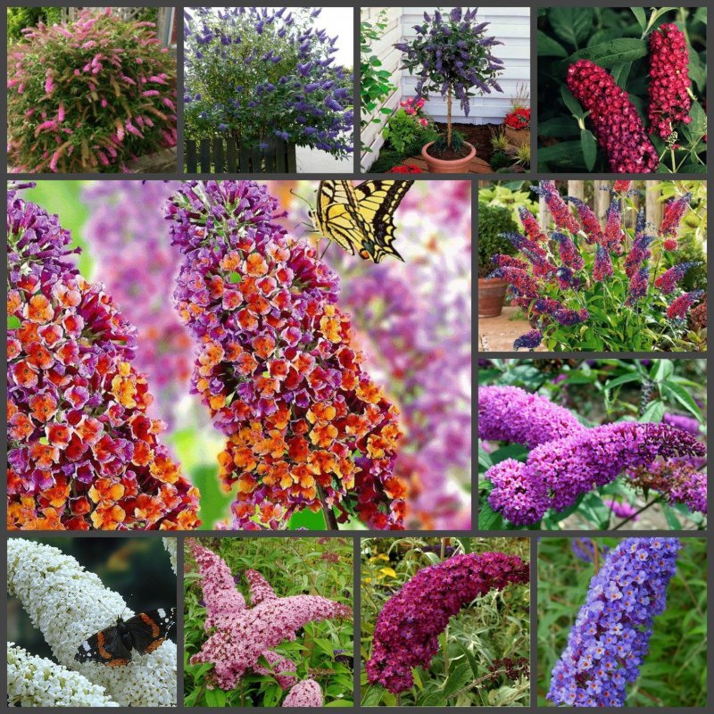 Buddleja davidii nanhoensis