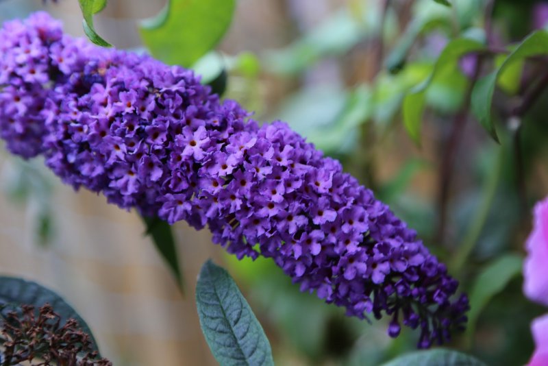 Буддлея Давида Buddleja davidii