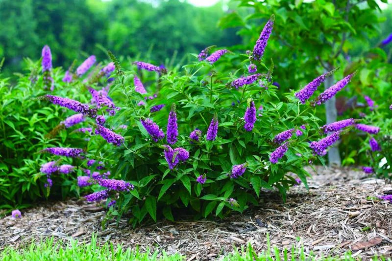 Буддлея Давида Buddleja davidii