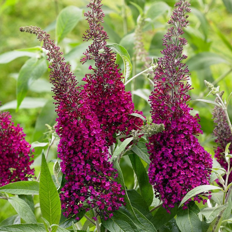 Буддлея Давида Buddleja davidii